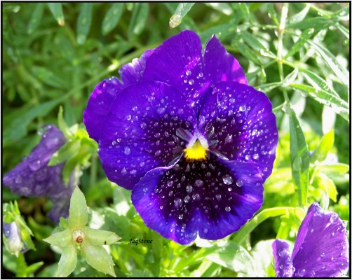 Water Kissed Pansy